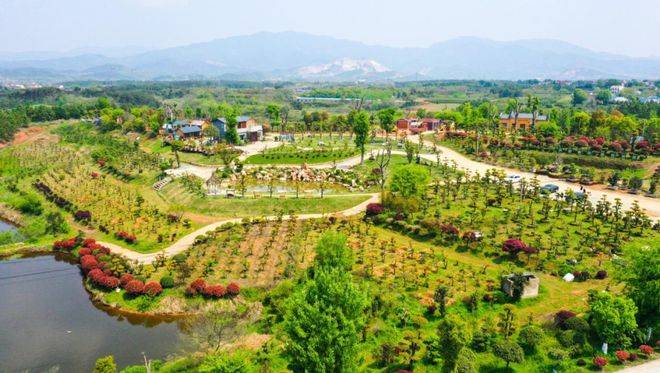 陡岗镇乡贤返乡做好茶铺就产业致富路