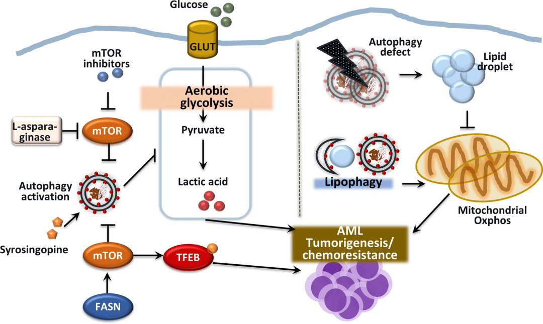 原文链接:https://jhoonline.biomedcentral.com/articles/10.