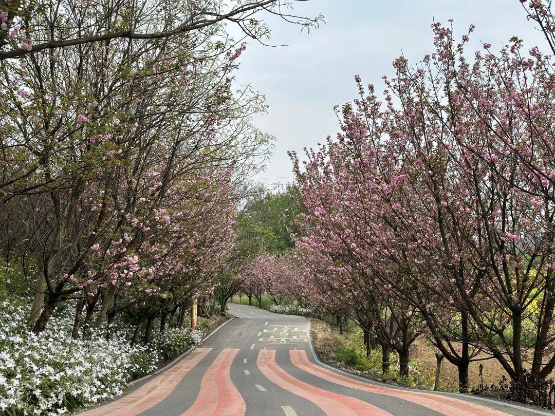 沙湾樱花基地图片