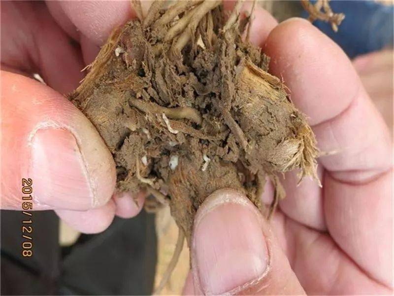 韭菜_幼虫_大棚