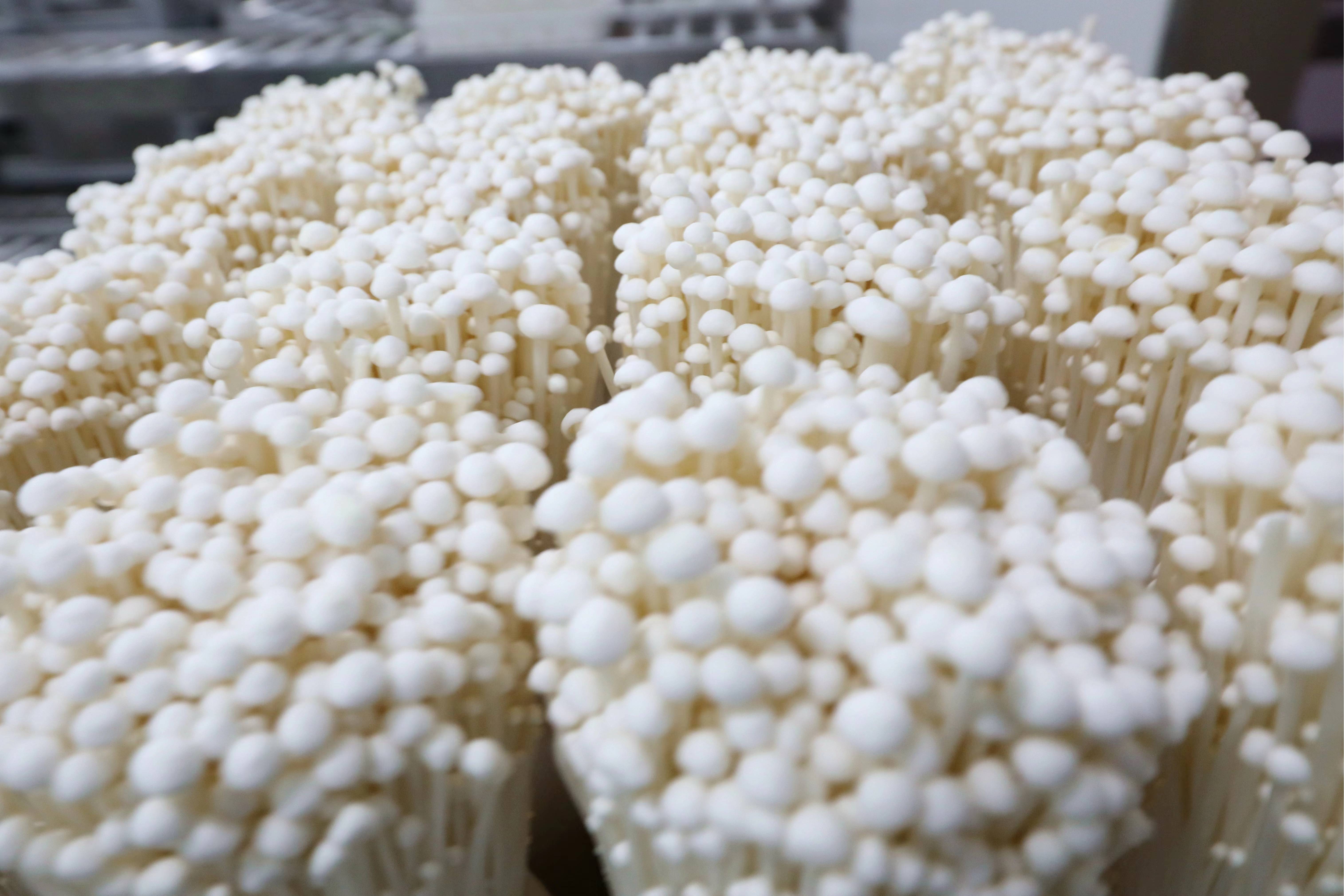 山东友泓生物科技有限公司生产的金针菇.