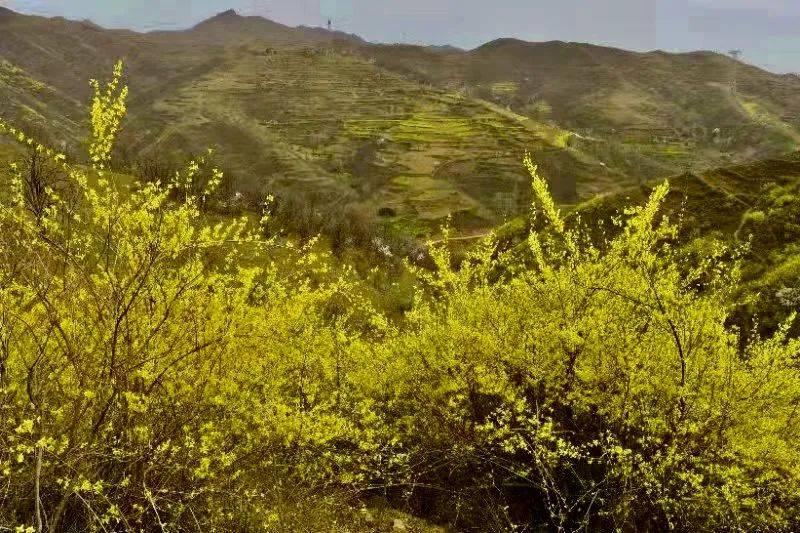 央媒观嵩河南嵩县绽放六朵金花助力健康产业发展