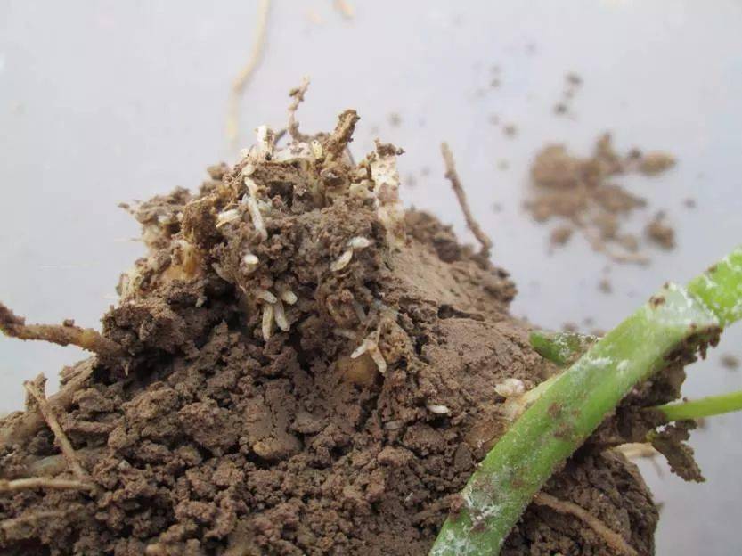 为害症状:韭蛆是韭菜生产中常见的害虫,常群集于韭菜根部为害.