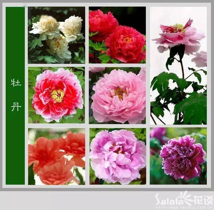 300种超全花卉图鉴附带花名