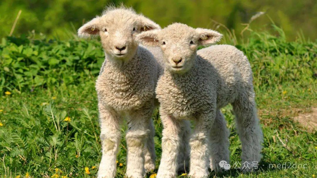 数羊催眠真的管用吗?_同源_sheep_艾莉森·哈维