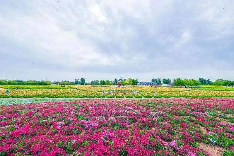 作为"北京市网红打卡地",拥有北京市面积最大的冰岛虞美人花海,多种
