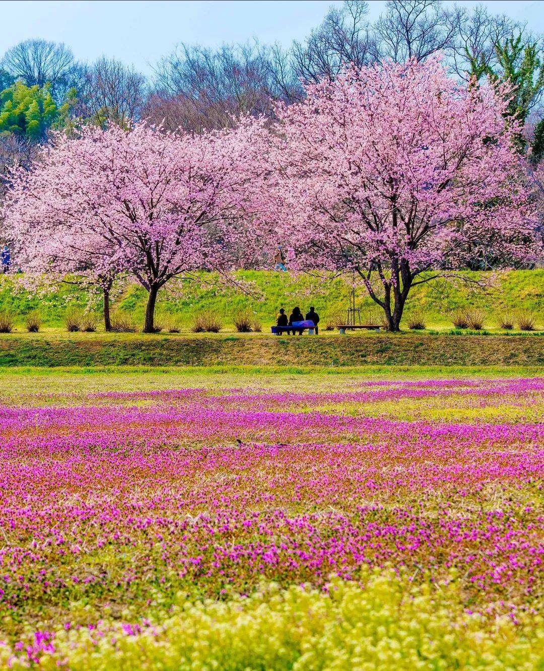 繁花之境绘就最美的风景