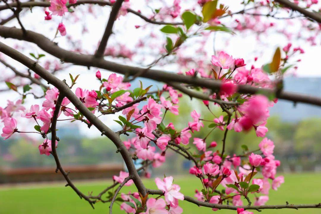 正当时赴一场海棠花的盛宴