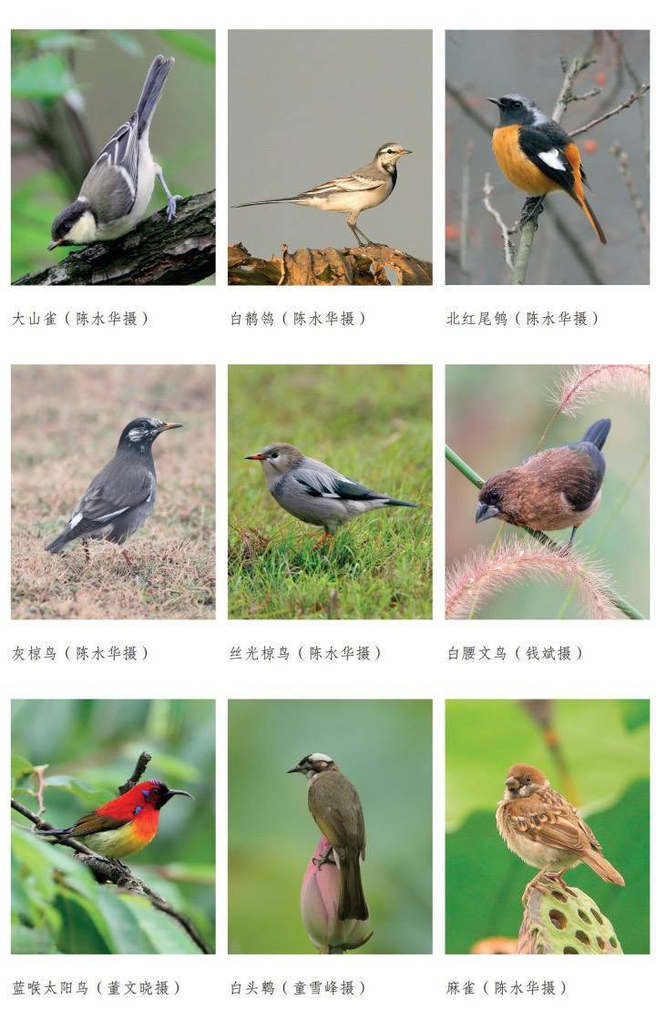 杭州常见鸟类图鉴图片