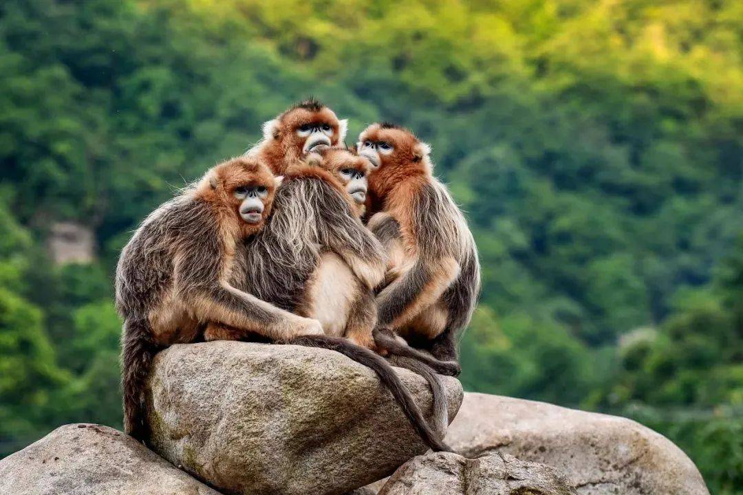 了不用到国家动物博物馆不用去北京积累的"双宝"文化艺术成果多年研究