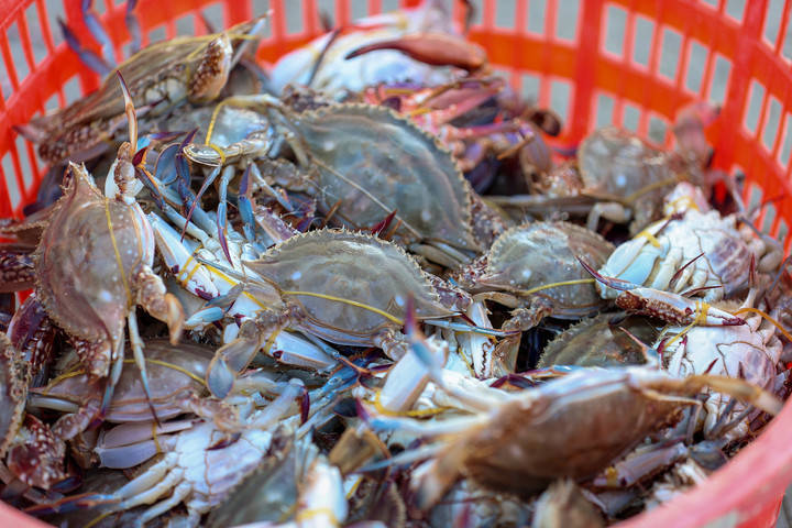 梭子蟹产卵期到了今天起温州全面禁捕抱卵亲蟹和幼蟹