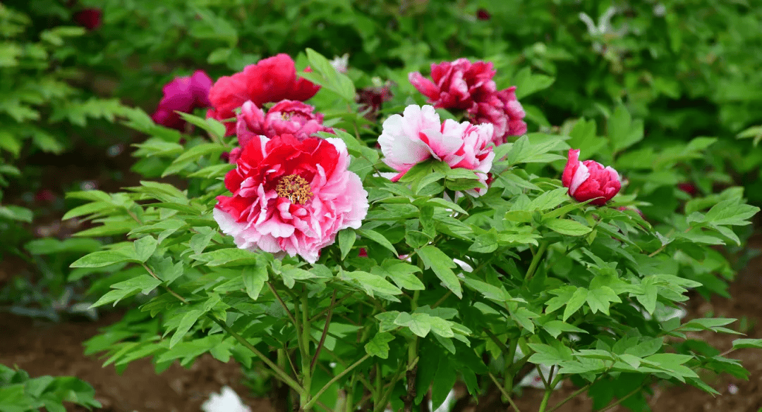 牡丹花已开菏泽等你来