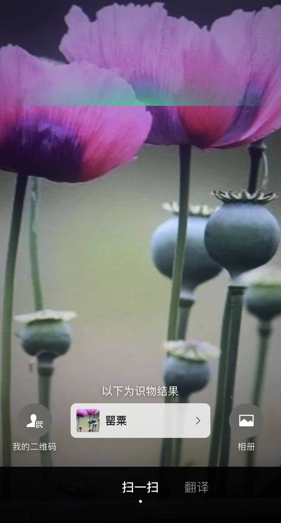 鸦片罂粟花图片