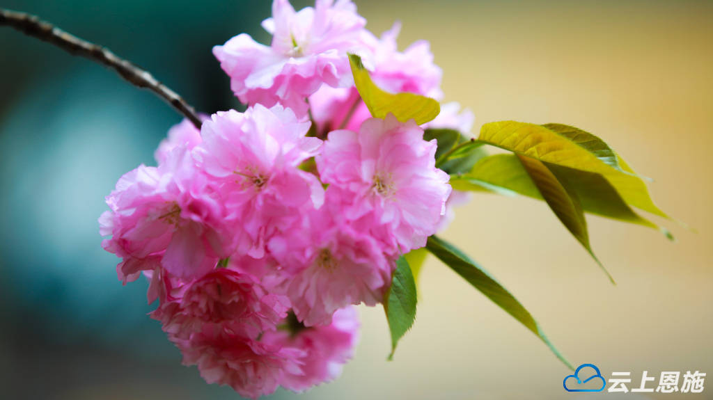 建始:晚樱绽放 尽显春意盎然_樱花_周玉杰_广场