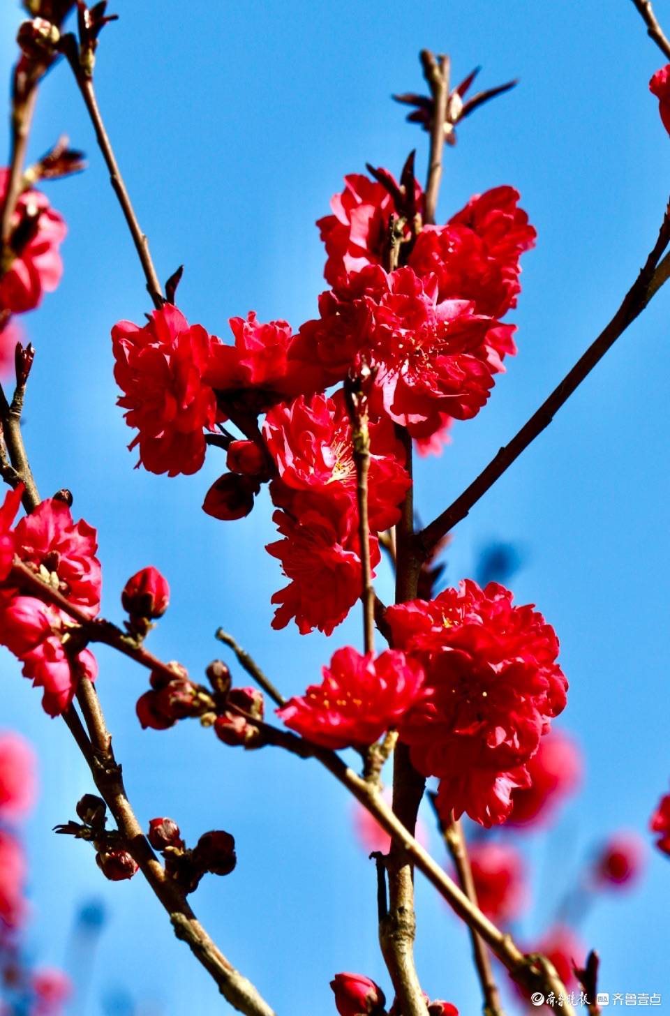 人间三月芳菲尽清河桃花始盛开