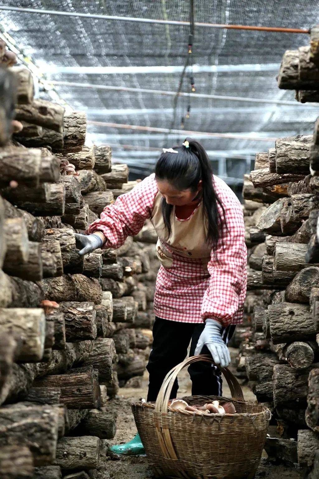 椴木小香菇 集体共富大产业