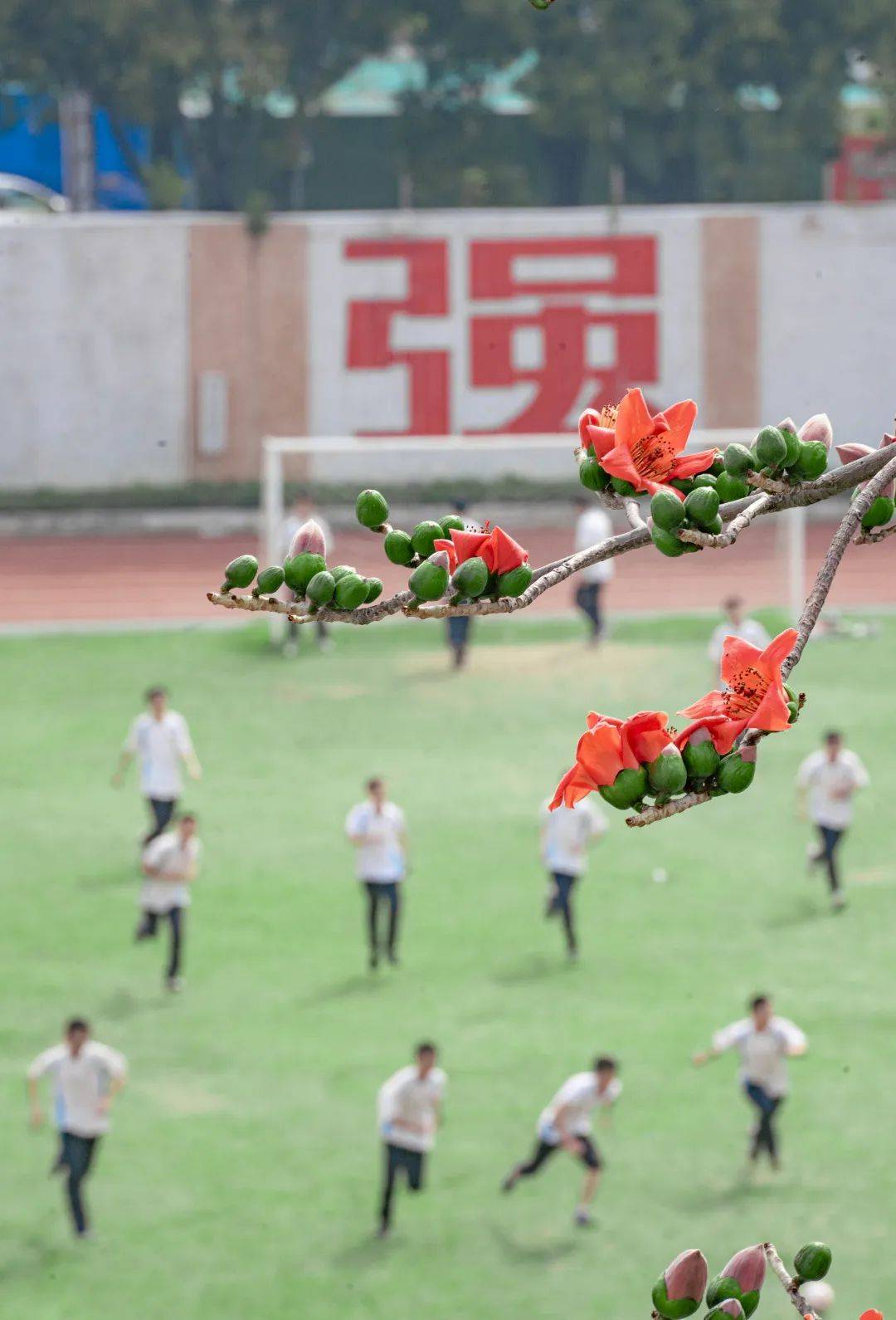 东平县佛山中学校花图片