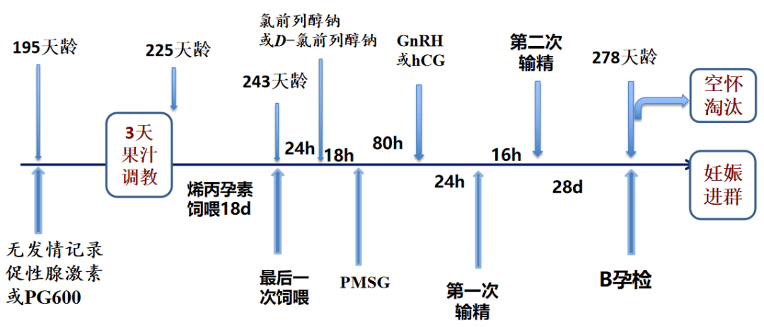 图1  后备母猪简式配种进群方案初情期前