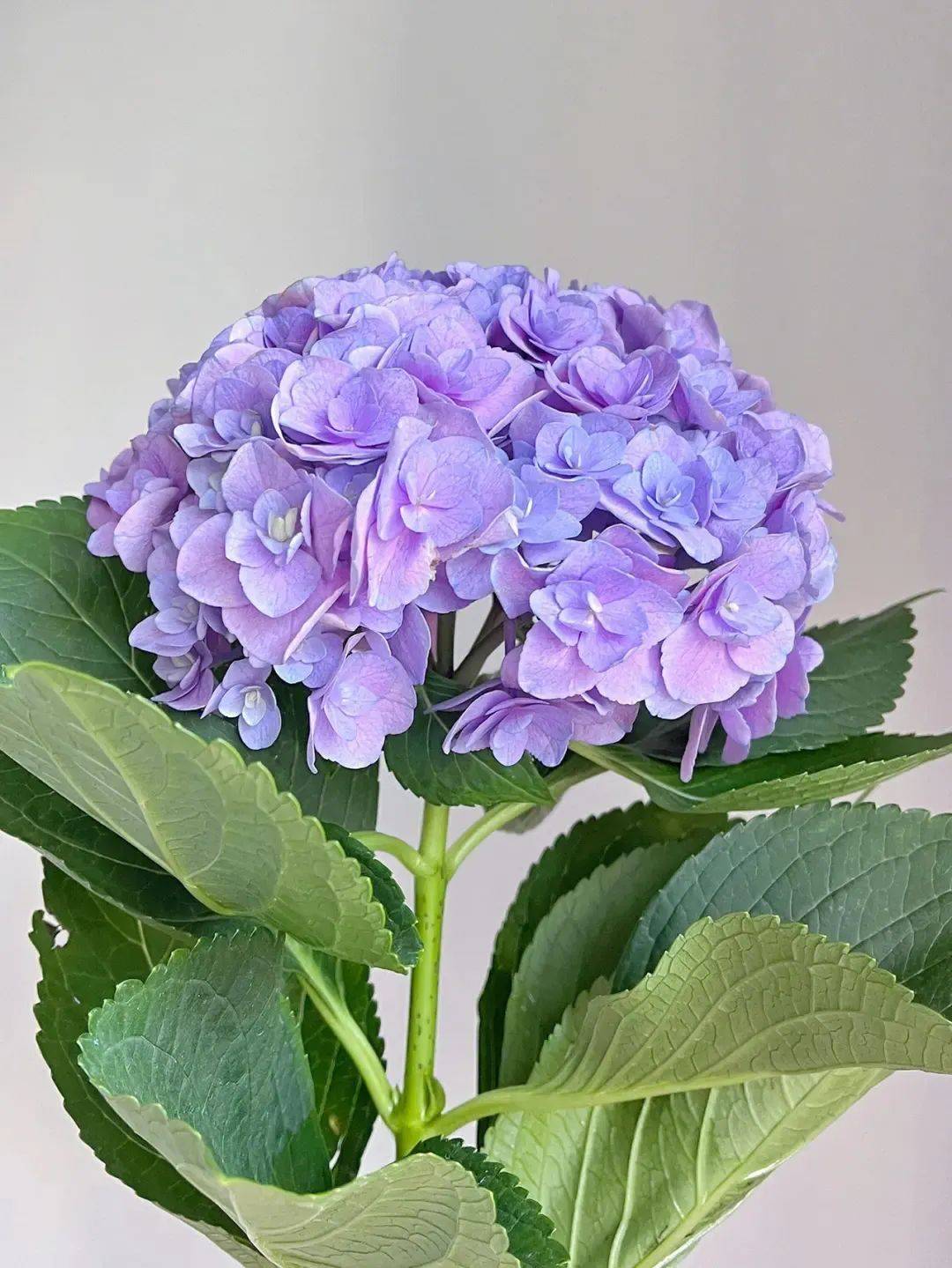 花重锦官城共襄世园会