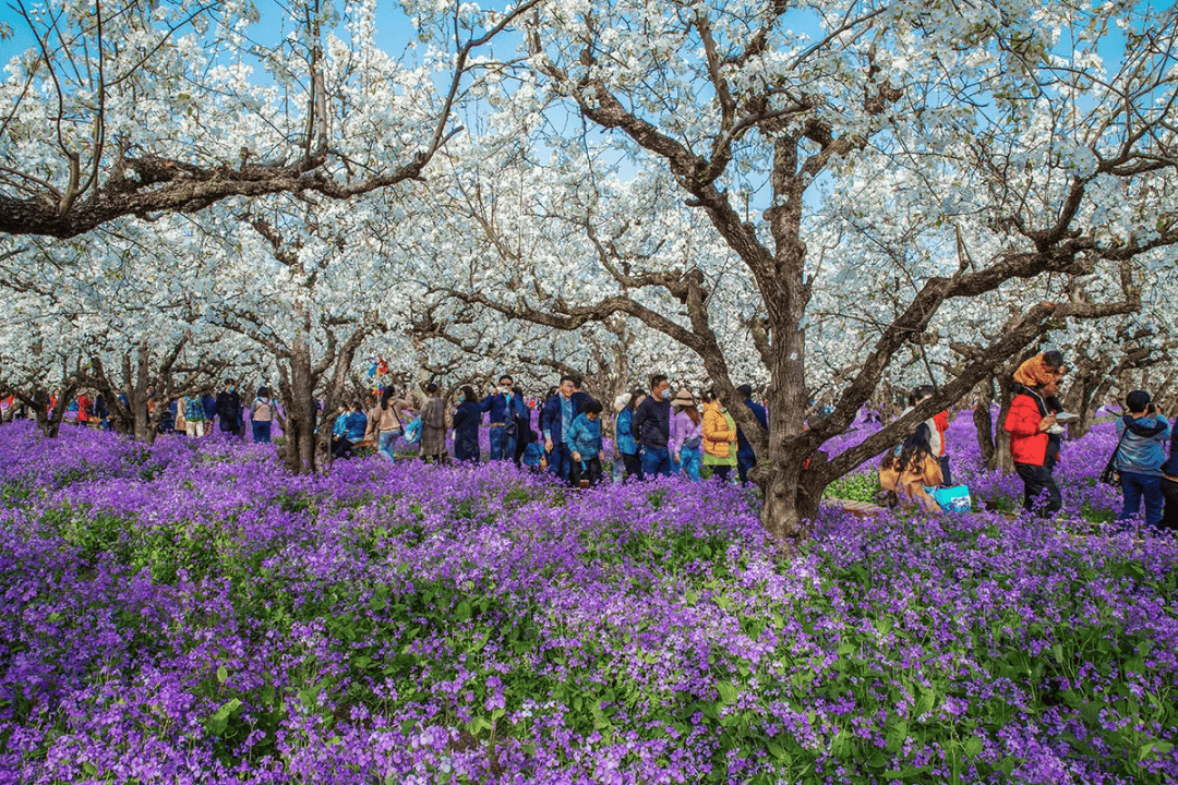 【最新花情】三台山梨兰会花开啦!拍照打卡正当时(附活动攻略)