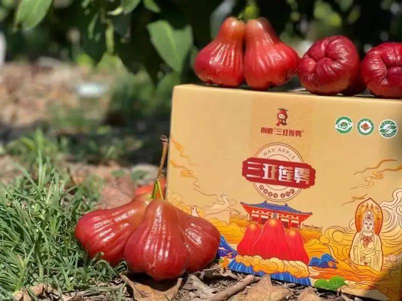 海南鲜品海南莲雾长在树上的矿泉水