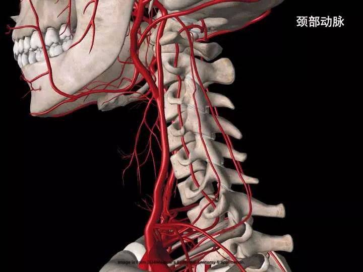 灵活性最高,活动频率最高的部位,颈椎附近也布满了神经和动脉