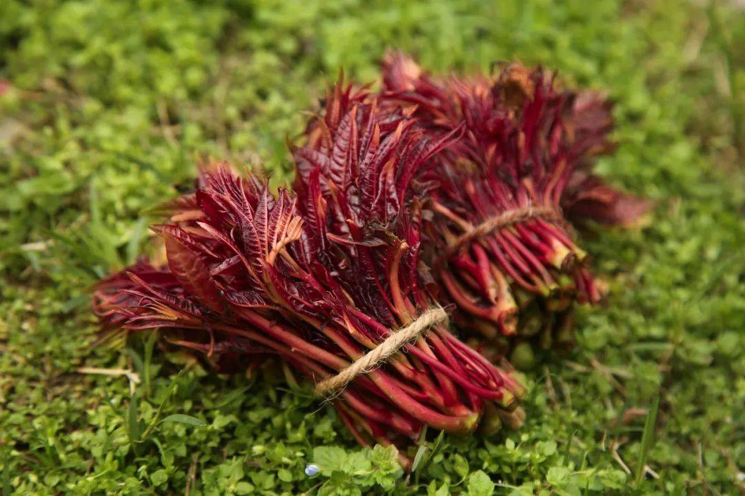 春天一定要吃的 8 种"芽",错过再等一年!_野菜_香椿_版权