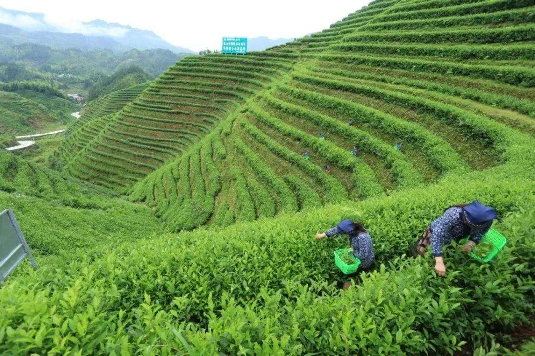 宁乡……来资福窑看一场属于春天的百花展来炭河古城体验一次彩色狂欢