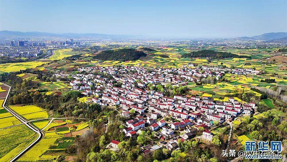 春日汉中风景如画新华社发图点赞洋县油菜花海