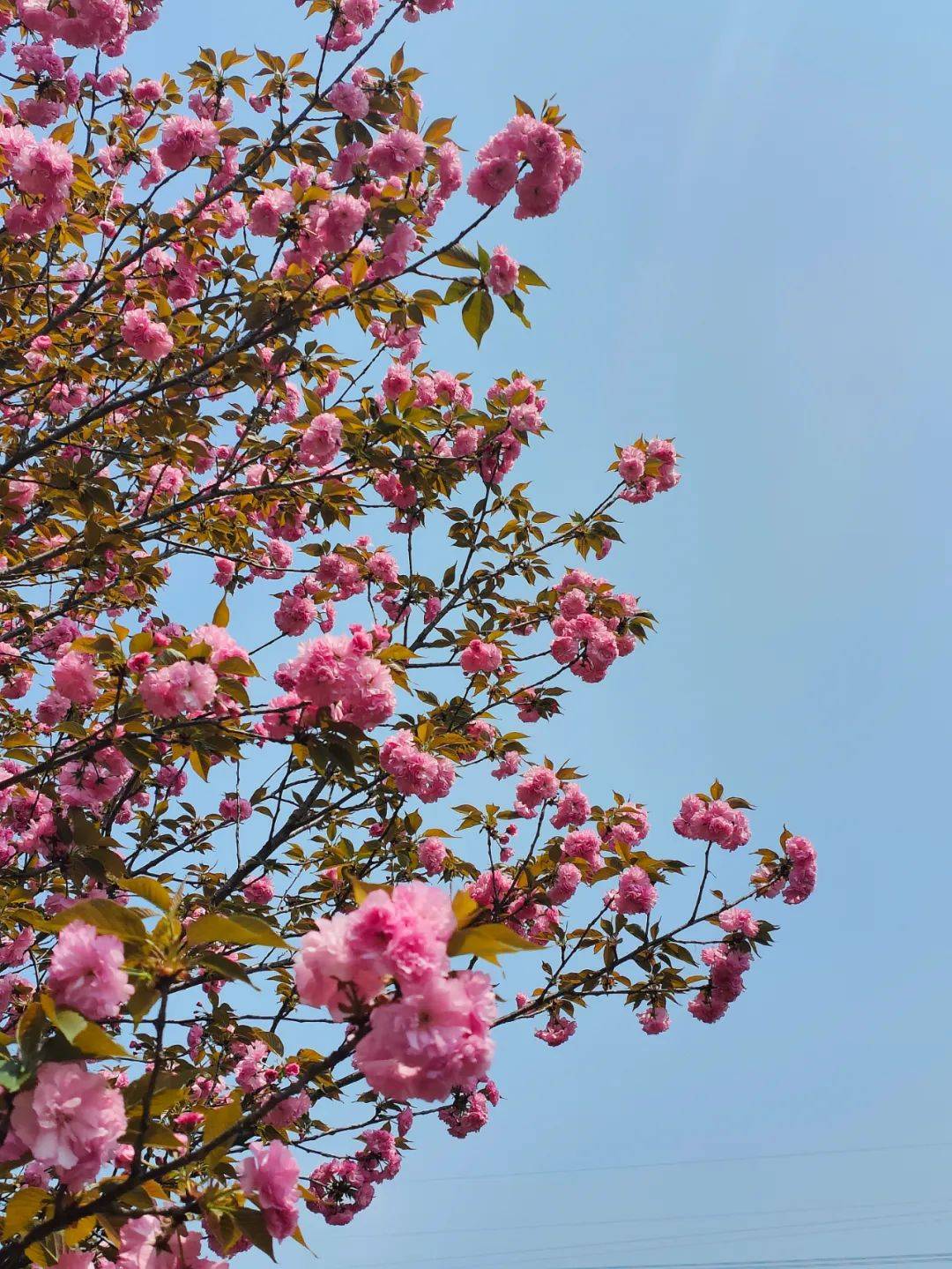 武大樱花谢了新洲这里的樱花开得正旺