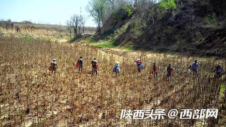 "这几天,我们香椿种植基地的头茬香椿进入采摘期.