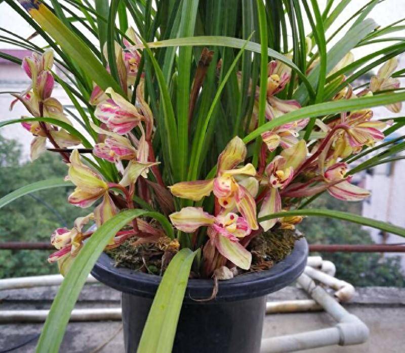 兰花不开花别急高手教你三招催花术