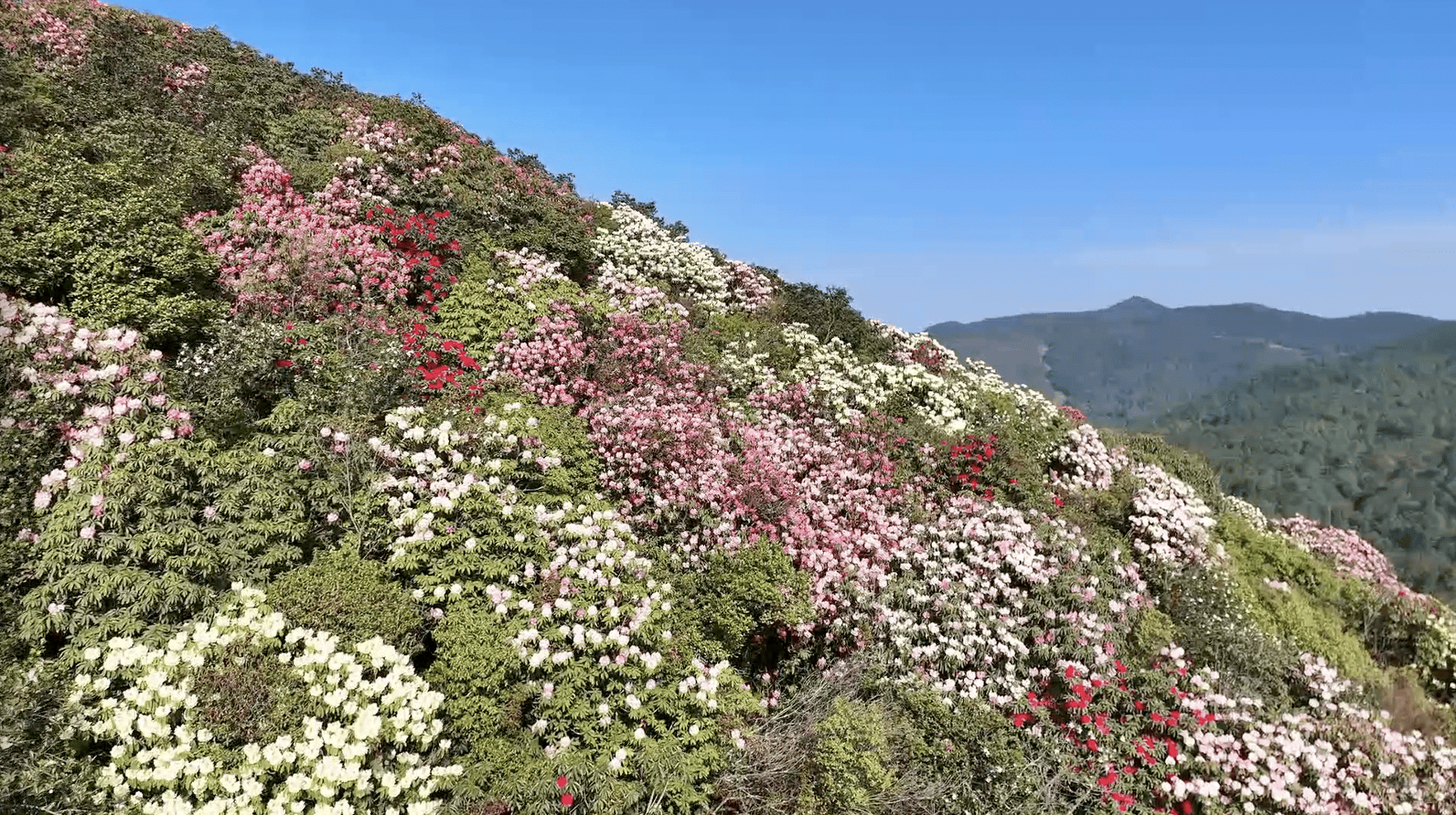 云南富源:万亩马缨花迎春绽放