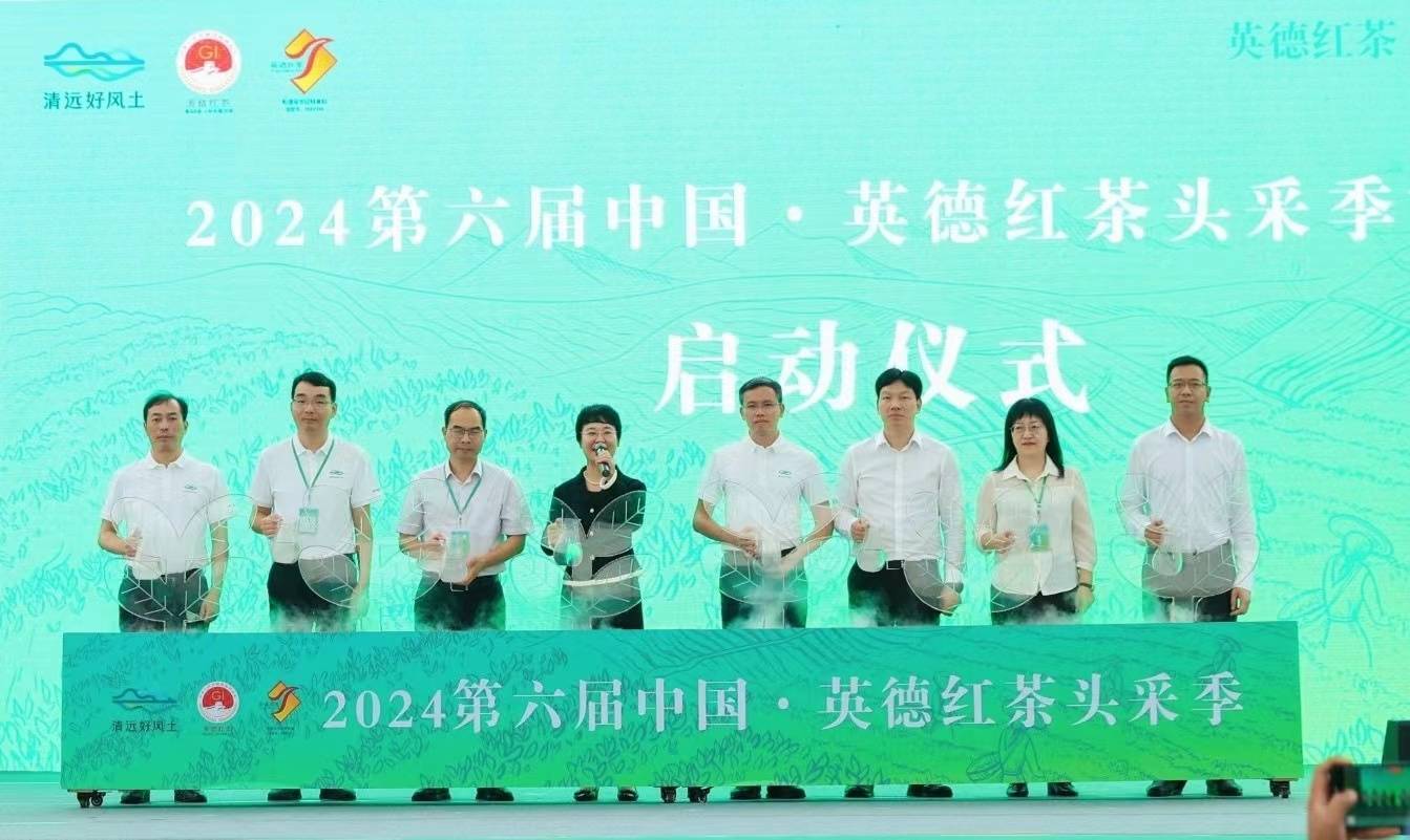 600cc全讯白菜自助注册奋力迈向百亿产值！英德红茶头采季活动赋能产业发展
