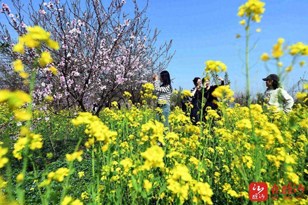 我们的新时代丨临沂市郯城县农家花园助力乡村旅游