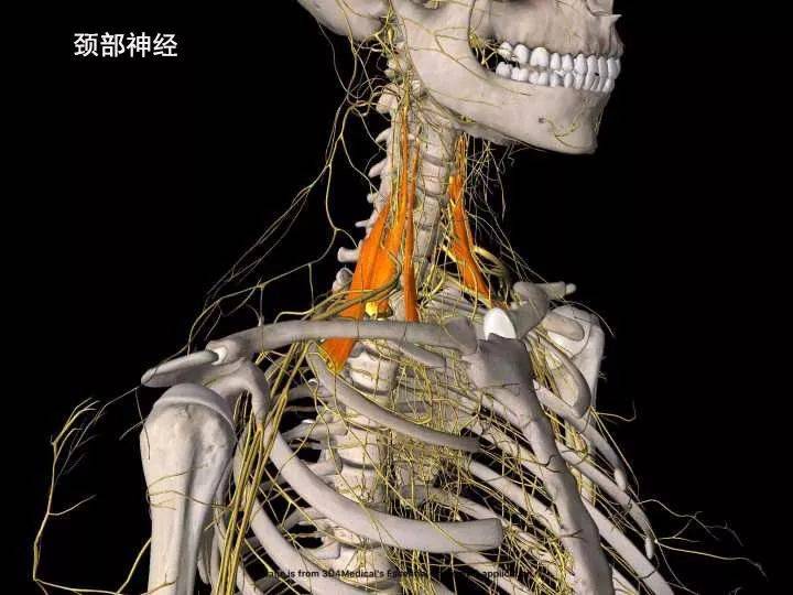 灵活性最高,活动频率最高的部位,颈椎附近也布满了神经和动脉