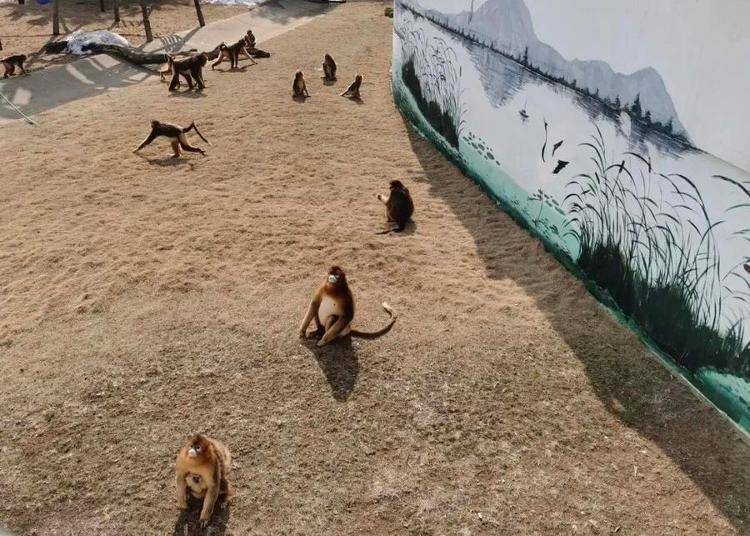 拥有国家级保护动物400多种,是独具特色的放养式海岸野生动物园