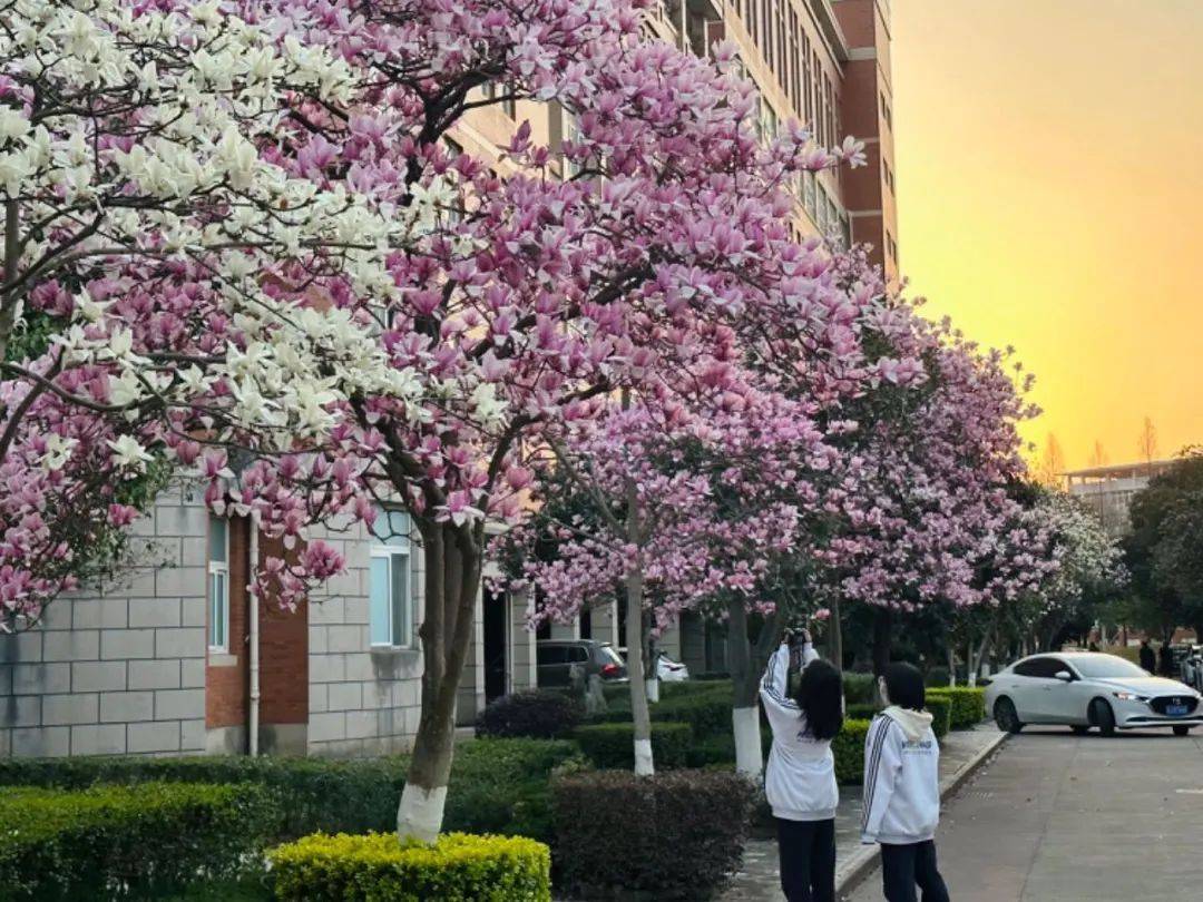 温岭中学盼了许久的春天终于悄然而至,缕缕春风吹醒了幼儿园的一草