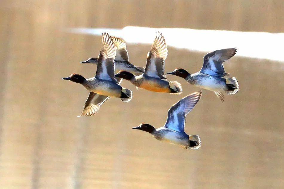 中华秋沙鸭目前,龙江森工林区有国家一级保护鸟类13种,分别为黑嘴松鸡