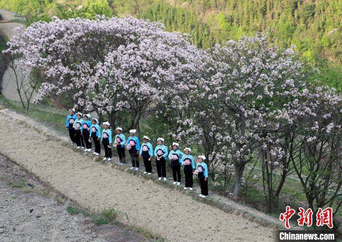 广西天峨县:油桐花绽放引客来_黄云峰_民众_三堡乡