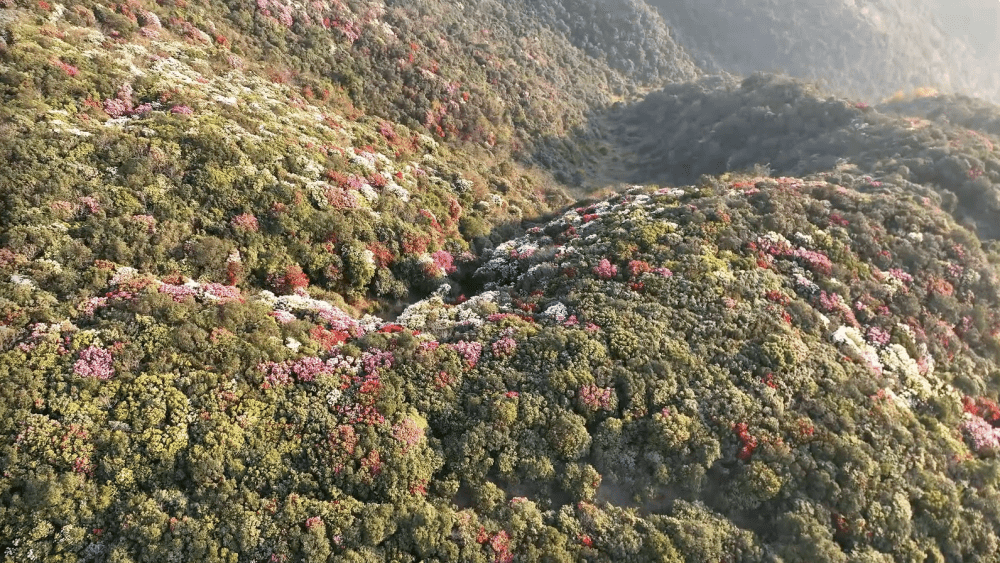 云南富源万亩马缨花迎春绽放