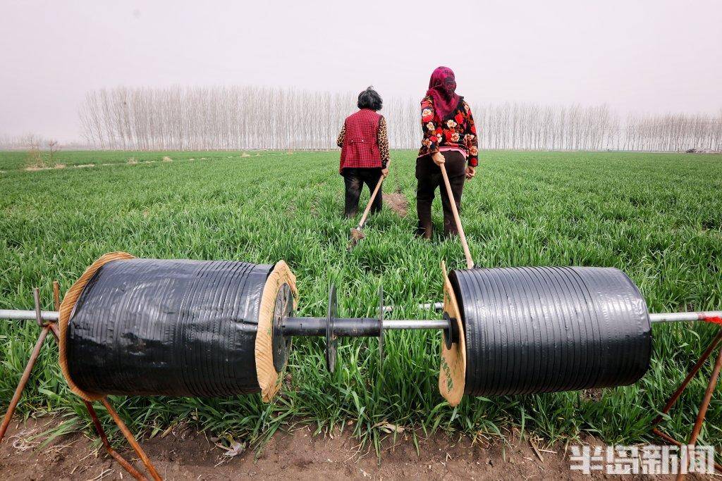 莱西家庭农场用上了最先进的节水灌溉技术