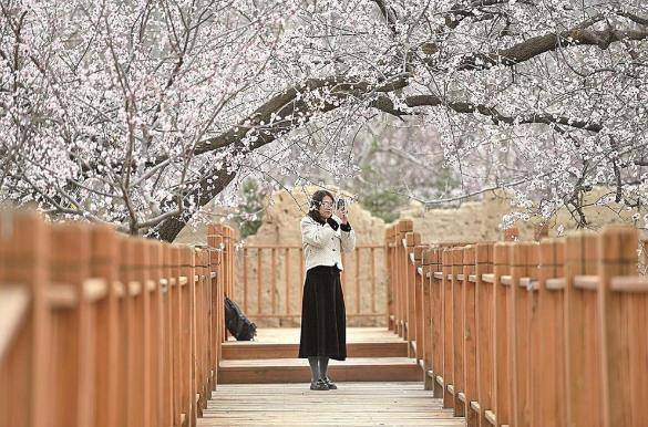 赏花地图来啦青海开启赏花模式