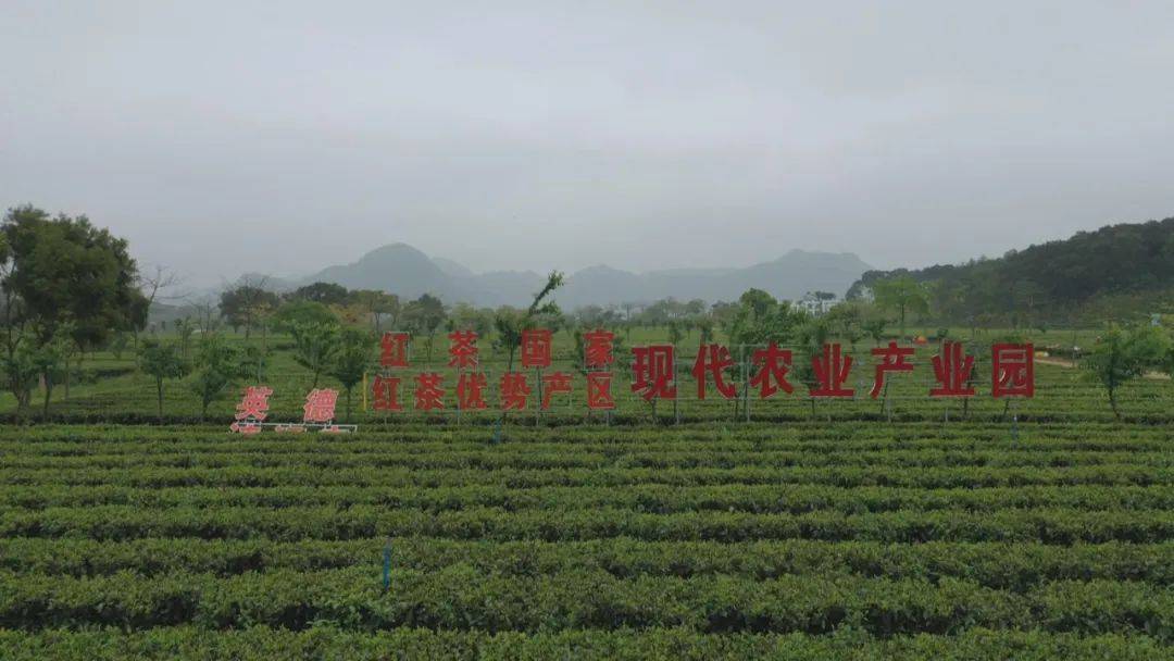 英德红茶京东官方旗舰店上线线上营销阵地再拓新版图