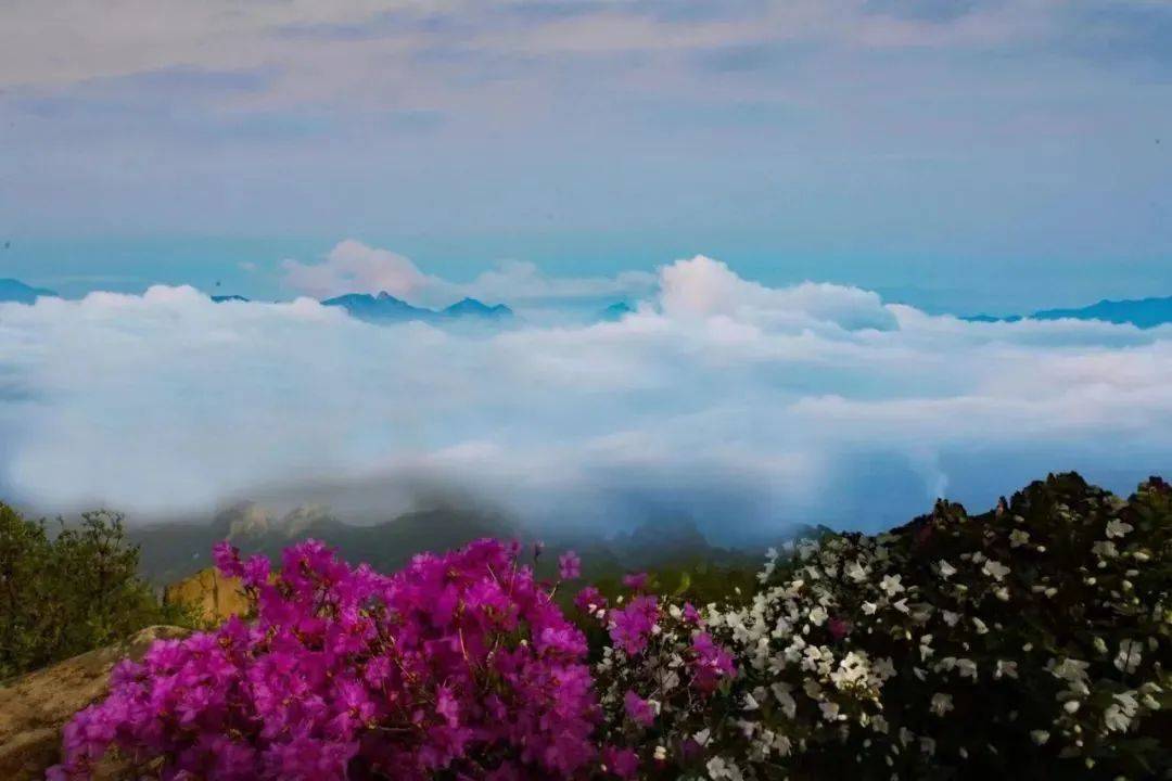 喏,都给你准好了……_河北_花海_湿地