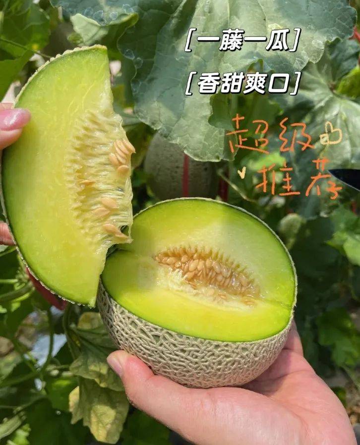 海南蜜瓜新鲜上市!29.9元起抢3斤!爆甜爽脆,疯狂飙汁,一口一个炫不停!