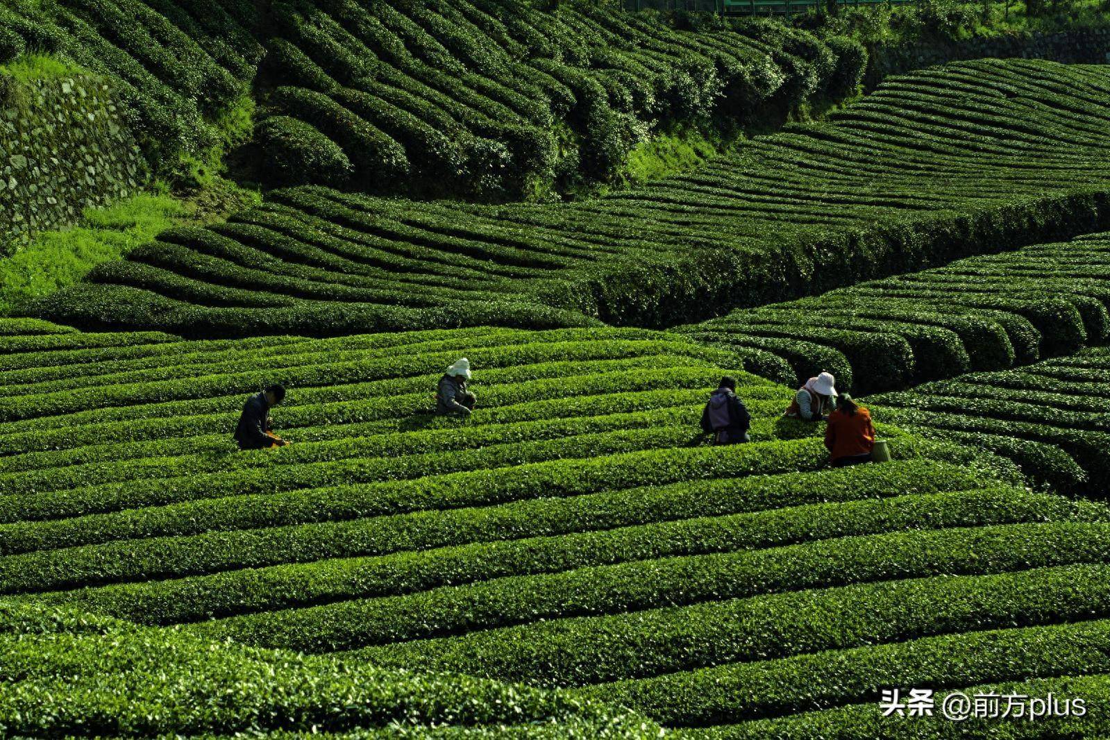 西乡茶园住宿图片