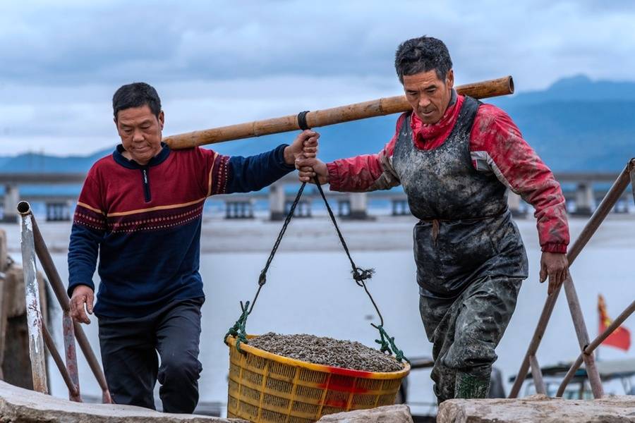 宁德蛏苗大丰收养殖户笑开颜