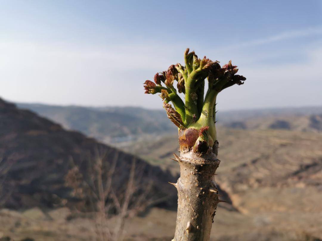 千山万水就爱天水龙城味道天水春季美食品鉴系列之乌龙头