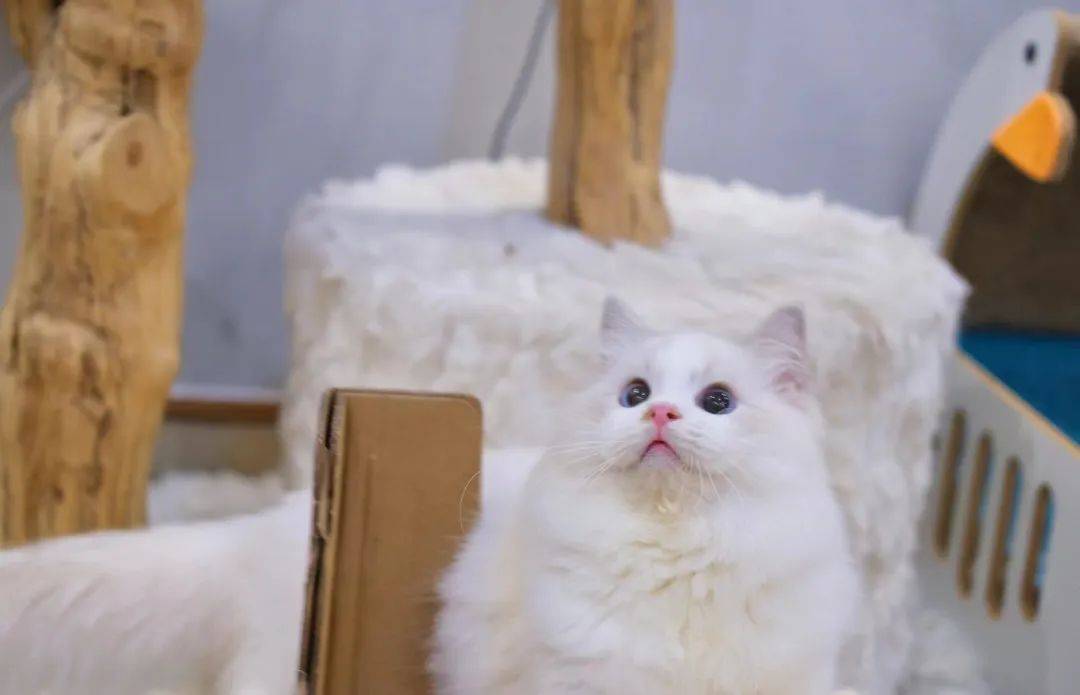 伴手礼宠物市集摊位商家汇总介绍456深圳罗湖布心天河